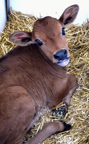 Jersey calf