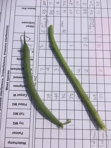 Bean and waterhemp