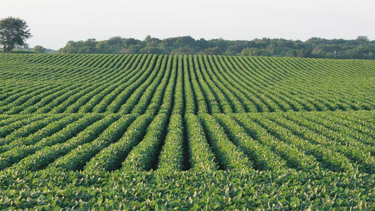 Early-Soybeans-PC---July-2020