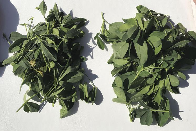 Alfalfa varieties at the same stage of maturity often have different leaf-to-stem ratios.