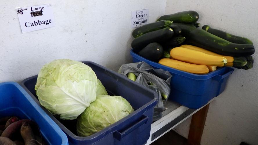 Squash