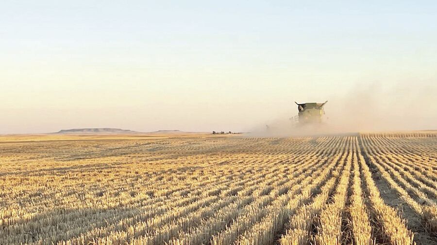 Spring wheat
