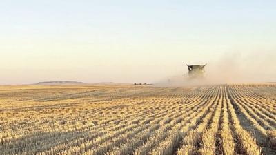 Spring wheat