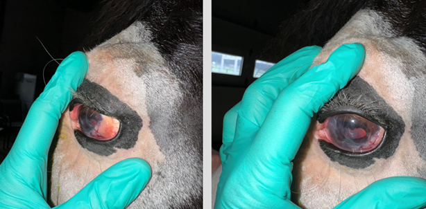 Vet Report eye cancer.png