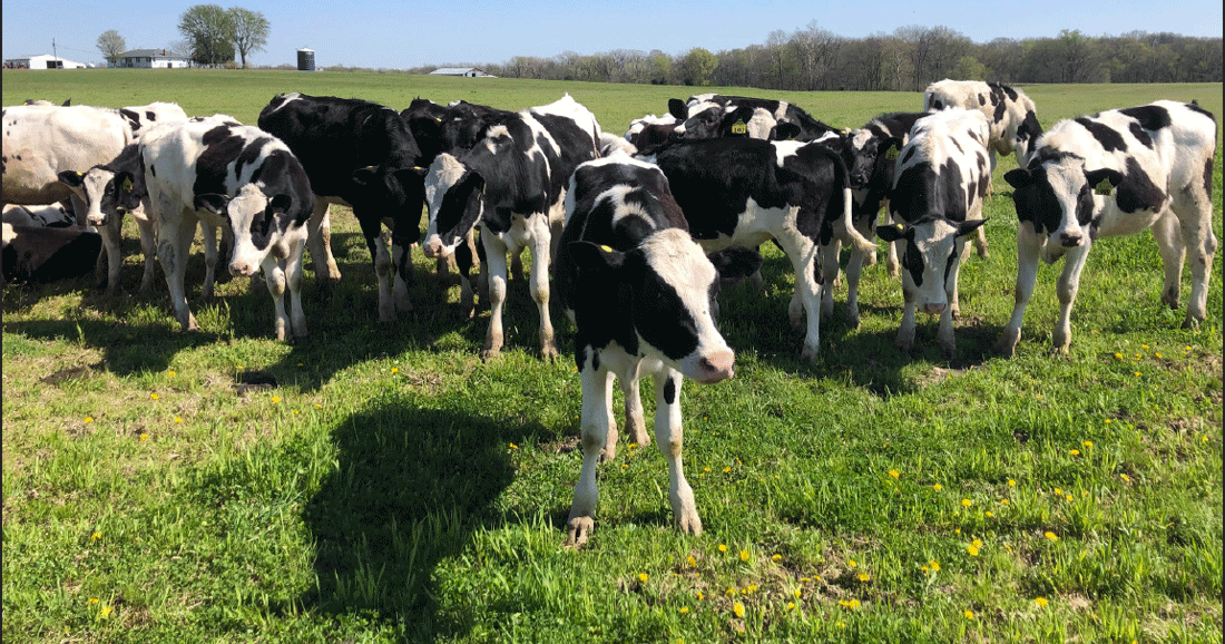 Heat stress takes toll on dairy production
