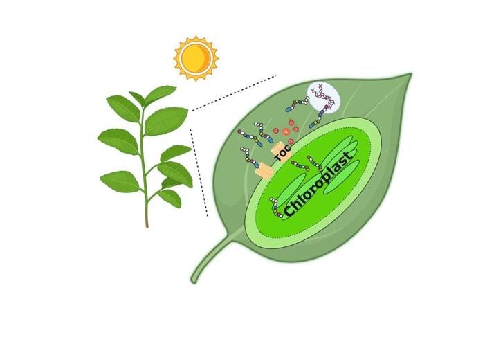 Photosynthesis diagram