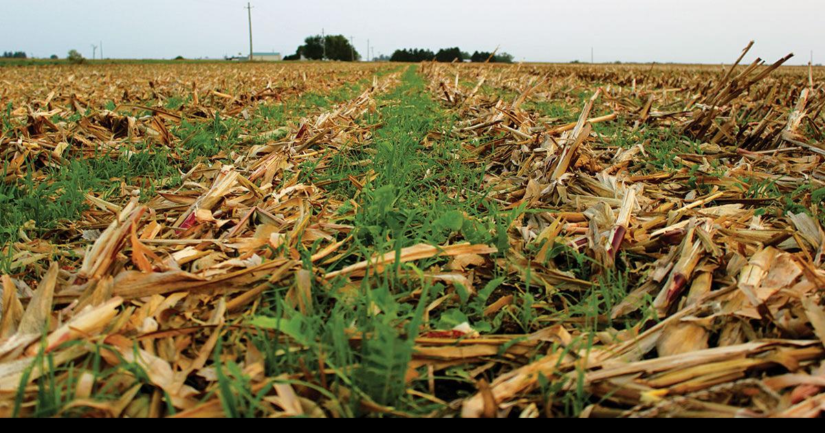 States pay farmers to grow cover crops