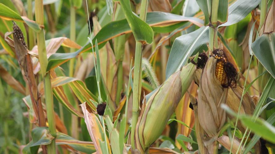 Corn ear not filling