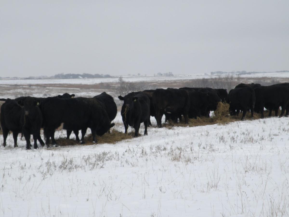 Cattle Health Winter 3.JPG