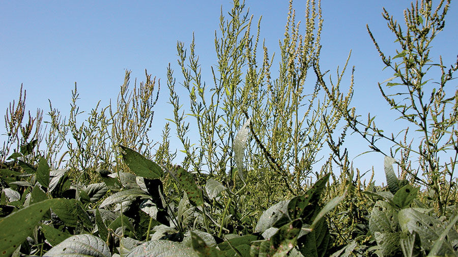 Waterhemp-Iowa-State-photo