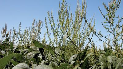 Waterhemp-Iowa-State-photo
