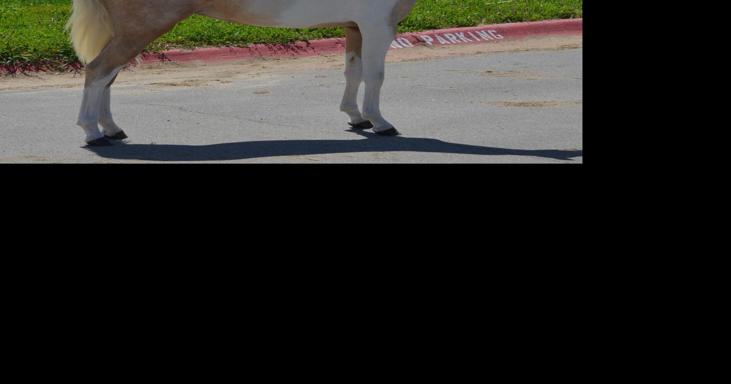 3 EWS nebraska chrome.jpg