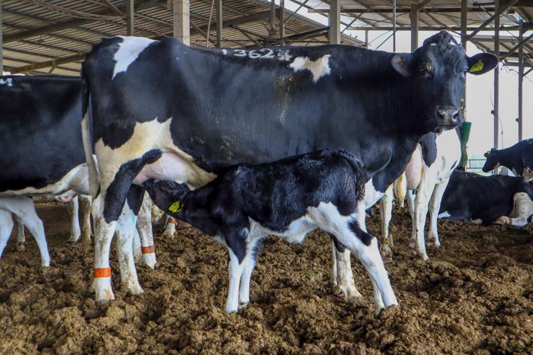 Cowcalf bond brings benefits