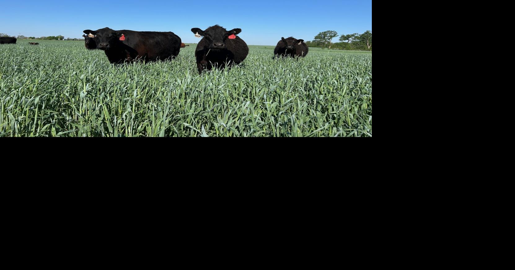 Snap2Graze: grazing cereal rye really can be that simple