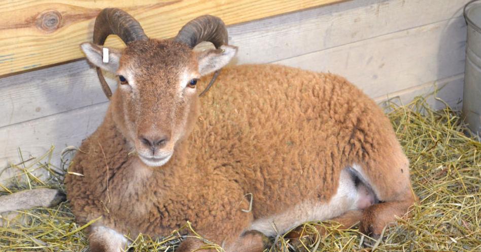 Festival celebrates sheep, wool