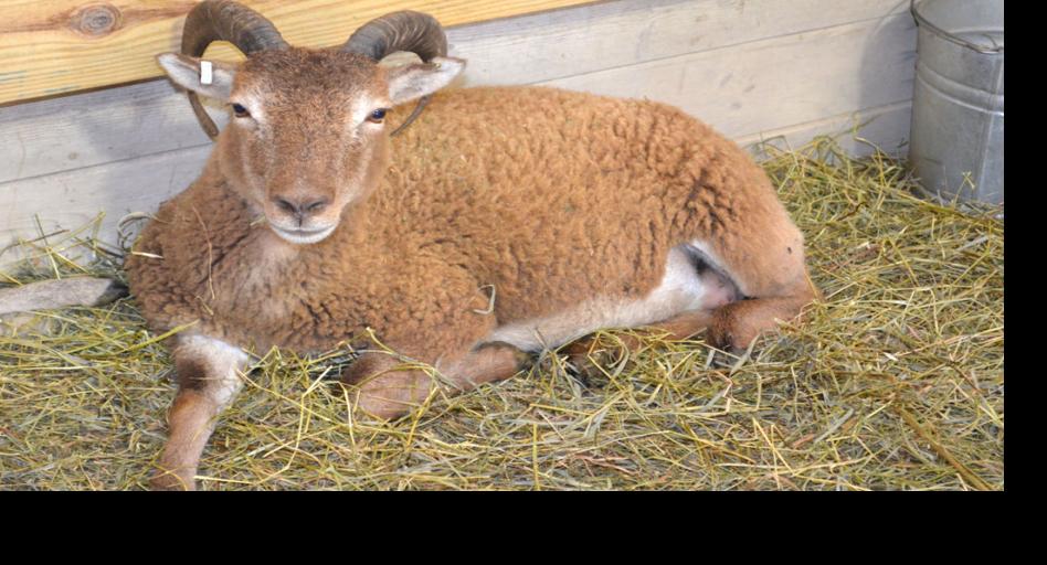 At the Wisconsin Sheep and Wool Festival