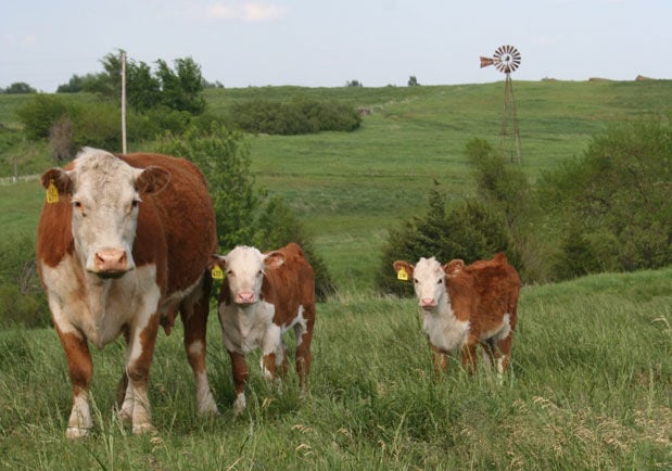 Herefords grazing on a large pasture in the Kansas Flint Hills illustrate how transition plans help to keep land fragmentation from occurring.