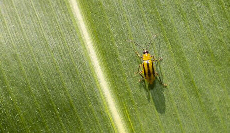 Corn-rootworm beetle