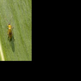Check corn roots for rootworm damage