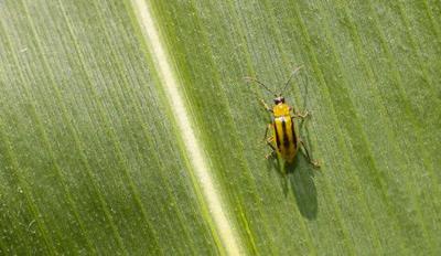 Corn-rootworm beetle