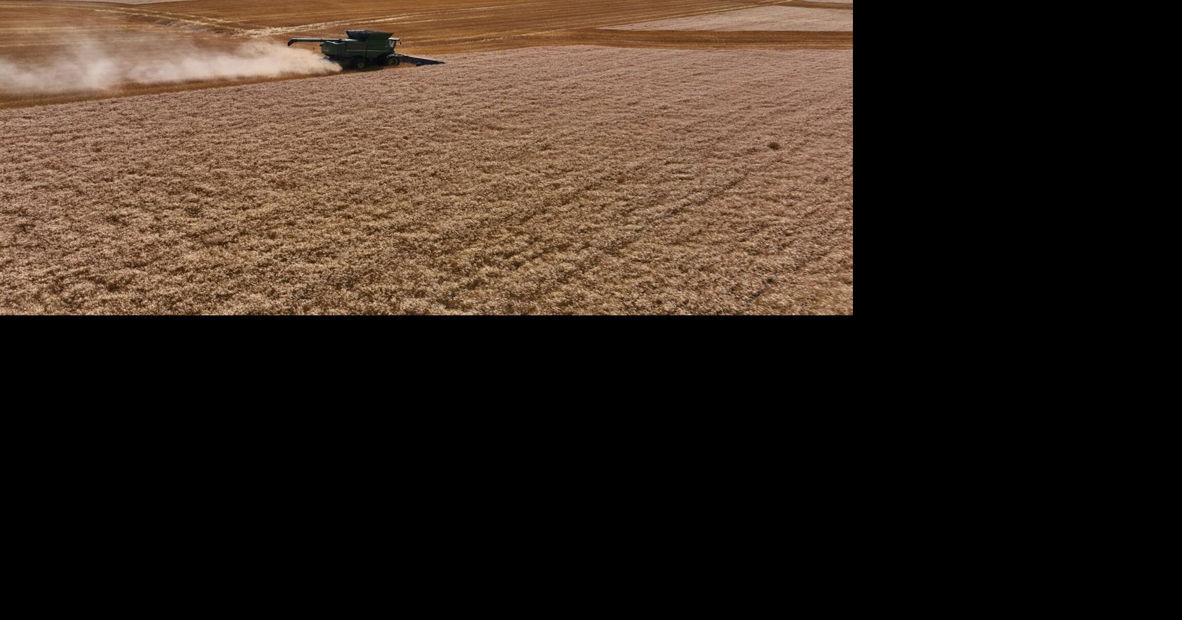 Scattered rains help fall crops shine