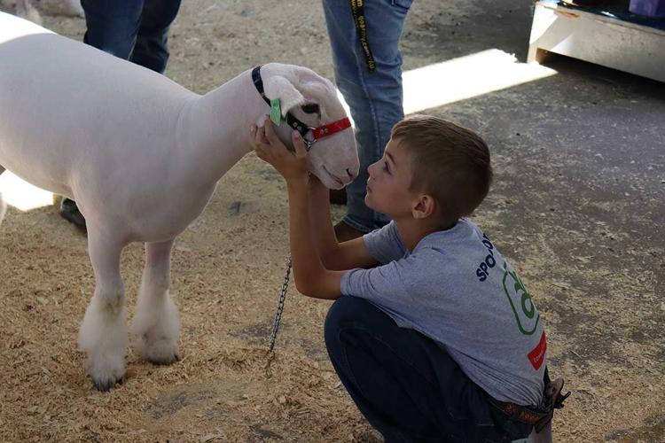 4-H sheep