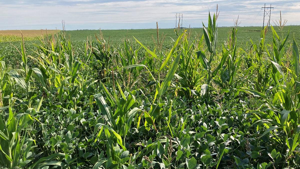 A patch of volunteer corn in a soybean field.