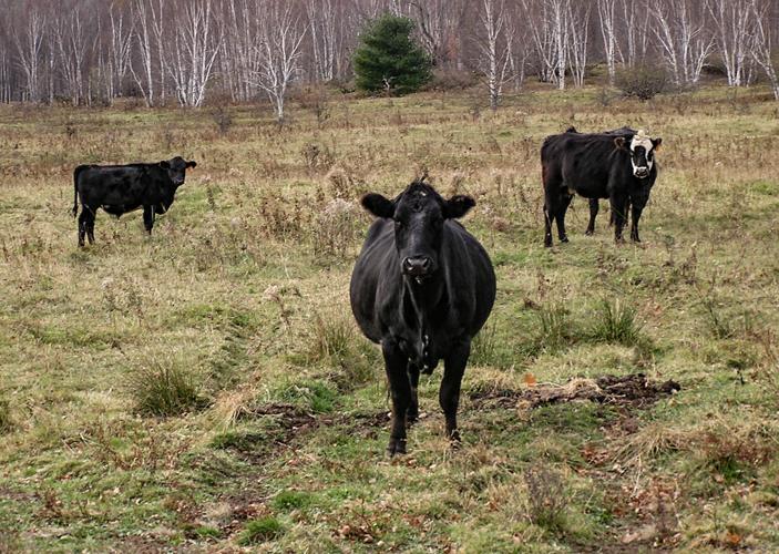 Beef cattle in field