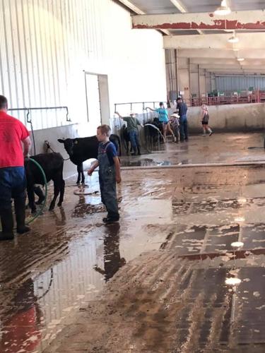 Livestock boosters 3.jpg