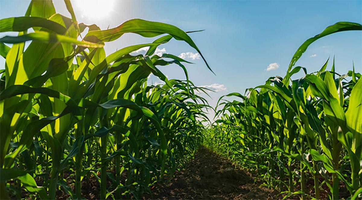 Corn in field