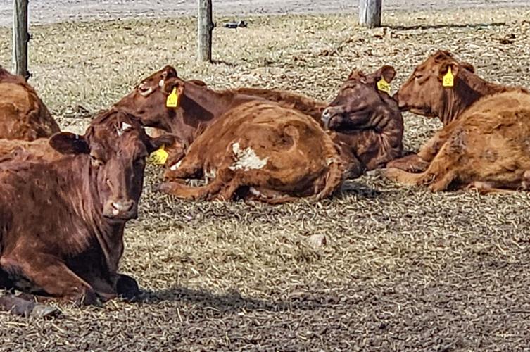 Shorthorn dairy cows