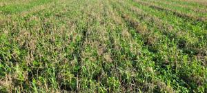 Volunteer cover crop