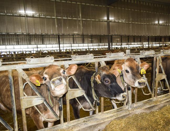 Baffles in cross-ventilated freestall barn
