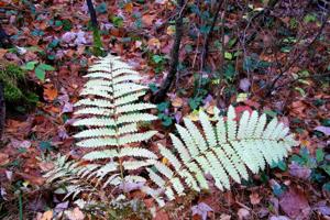 Fern