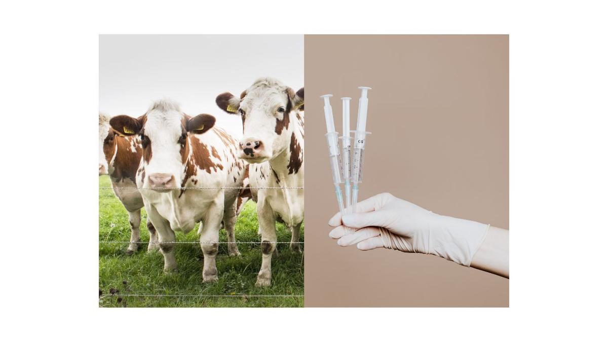 Less stress reduces costs, drug use in cattle