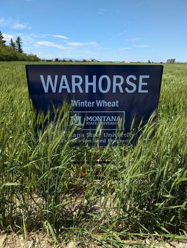 Warhorse winter wheat