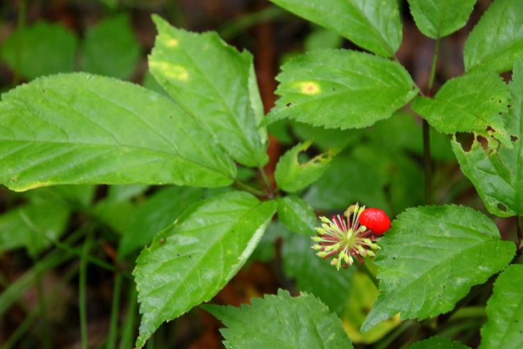 Ginseng