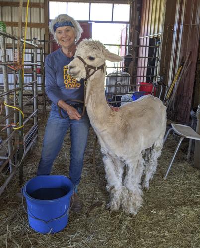 Cottrell with alpaca