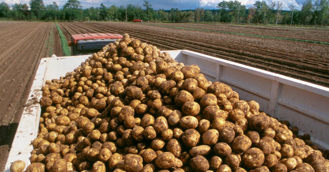 Potatoes being transported
