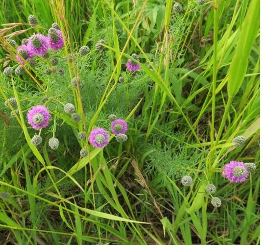 Purple prairie clover
