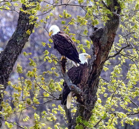 Bald eagles