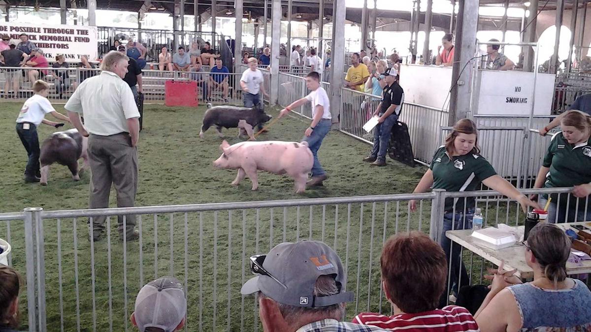 Youths in the swine show ring