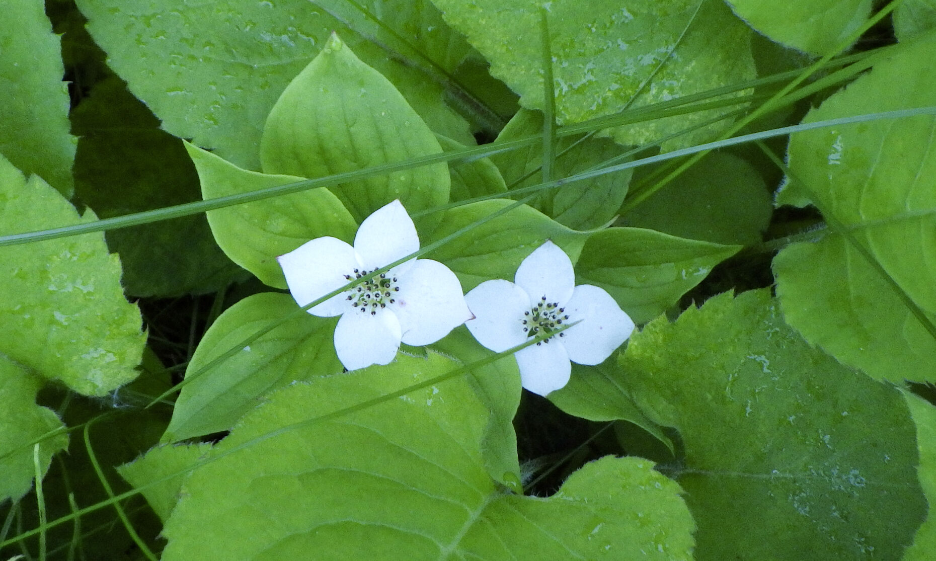 Bunchberry