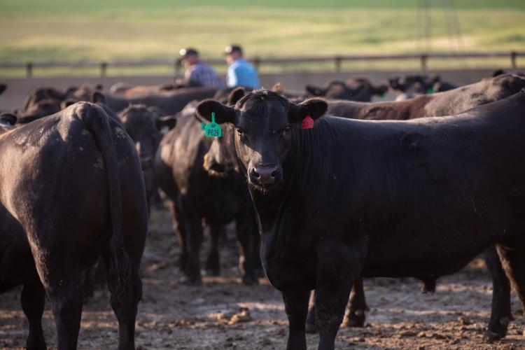 Knobloch award 4.jpg