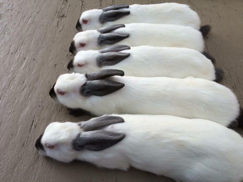 Midwest Alternative Livestock