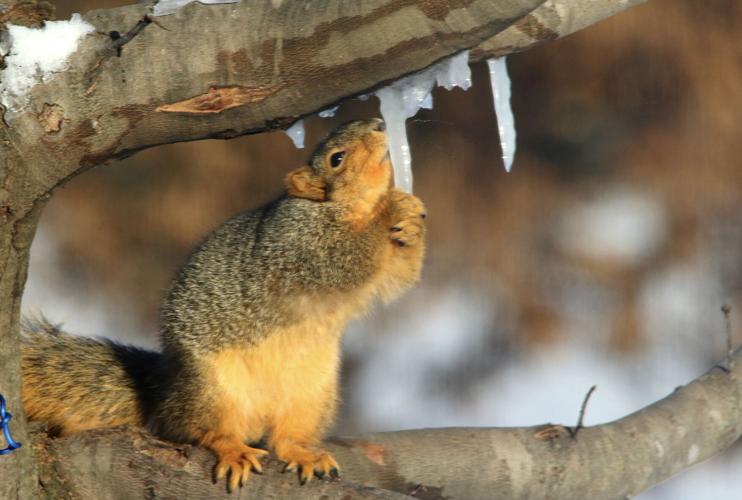 Fox squirrel