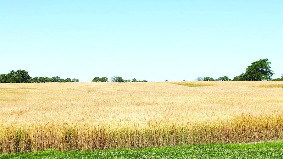 Spring wheat