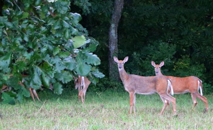 Deer
