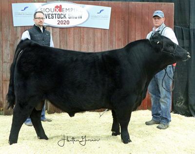 Champion Angus bull