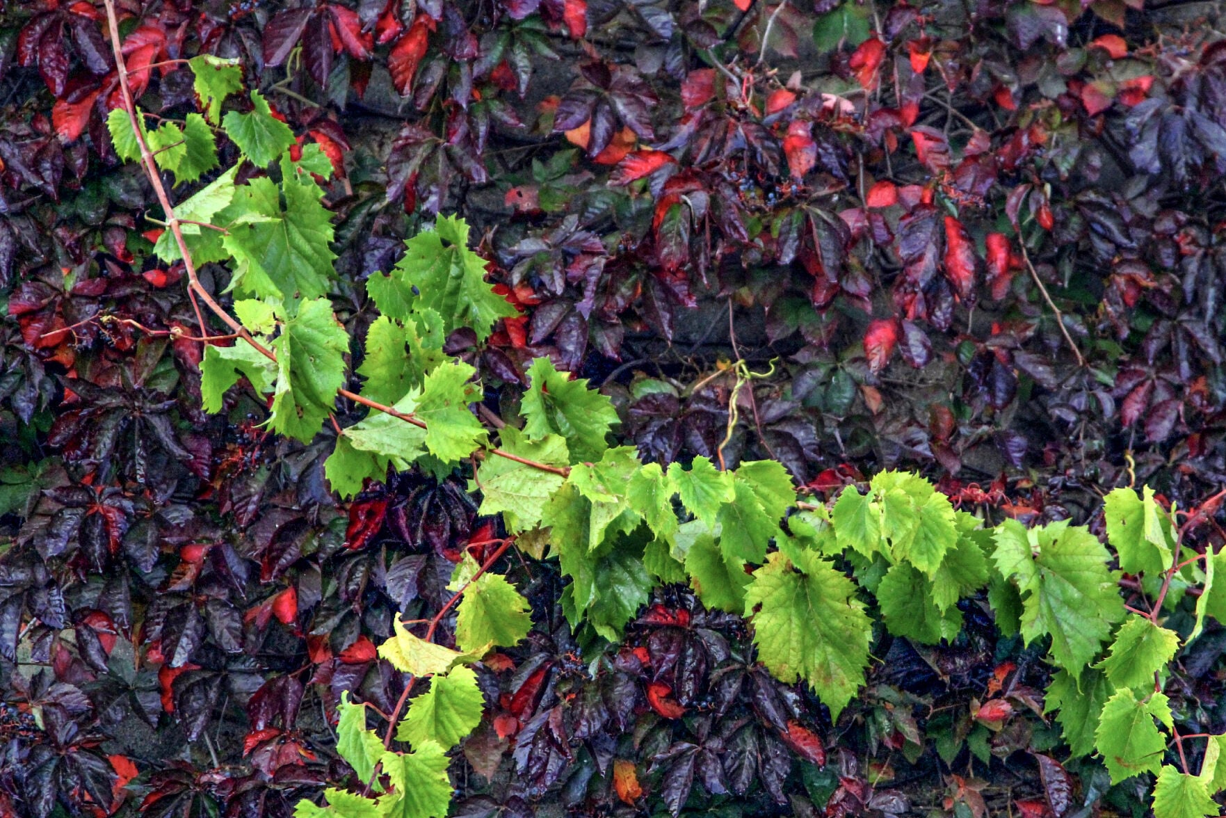 Grapevine. View Grapevine
